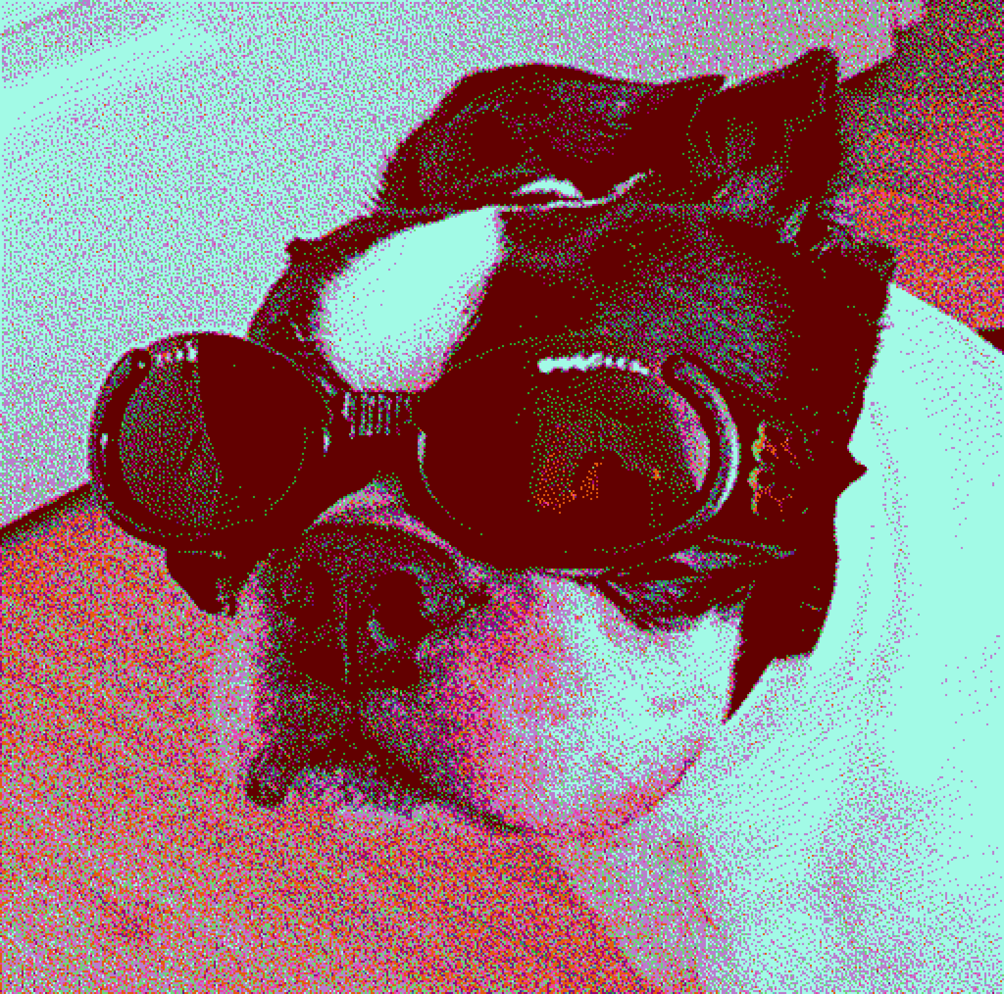 DOG WIF GOGS 